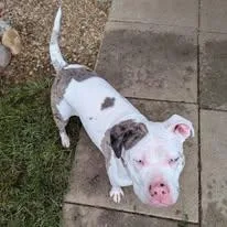 A young medium-sized female Mixed Breed dog named Mae for adoption in Ontario, NY