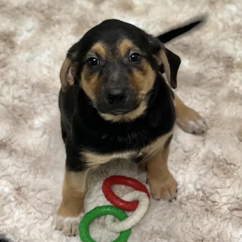 A baby medium-sized female Black Mixed Breed dog named Honey for adoption in Westhampton, NY