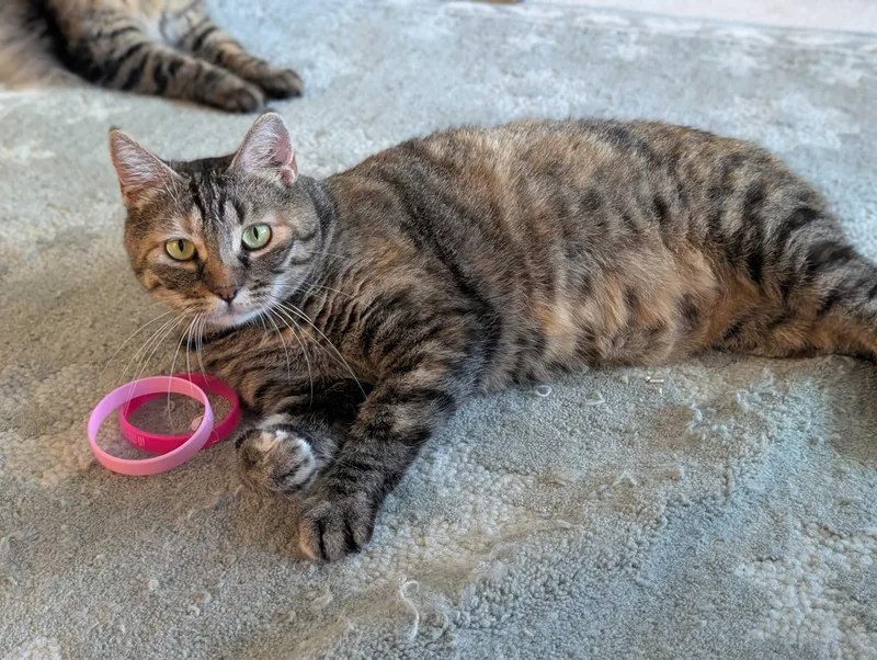 An adult medium-sized female Torbie Domestic Short Hair cat named Florence for adoption in Seattle, WA