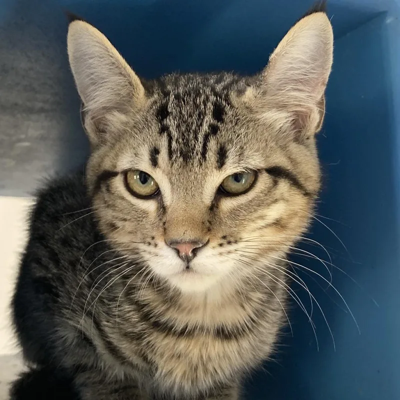 A baby small-sized female Brown / Chocolate Domestic Short Hair cat named Sparky for adoption in Kanab, UT