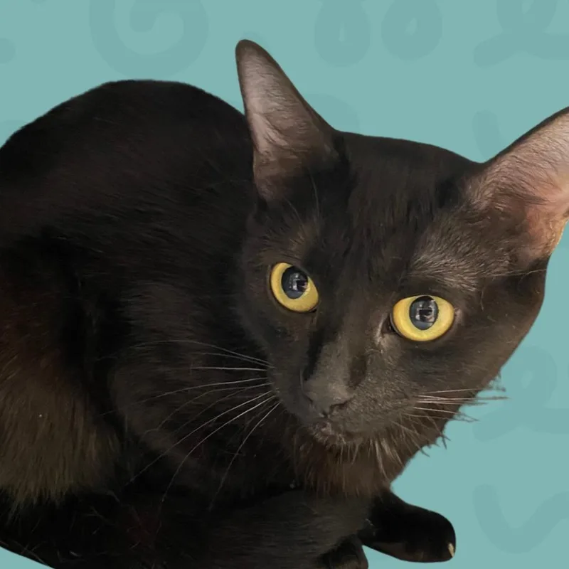 An adult medium-sized female Black Domestic Short Hair cat named Midnight for adoption in Reno, NV