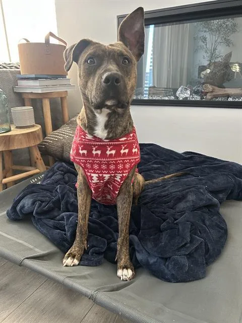 A young medium-sized female American Staffordshire Terrier dog named Mama Stormy for adoption in Charlotte, NC