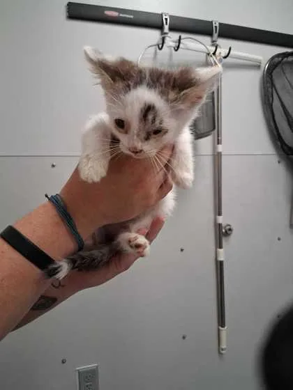 A baby small-sized male Domestic Short Hair cat named Motor for adoption in Sevierville, TN