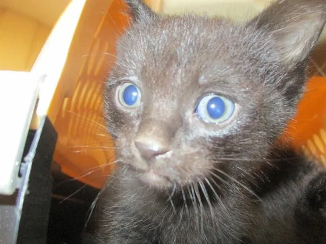 A baby small-sized male Domestic Short Hair cat named Hutch for adoption in Ocala, FL
