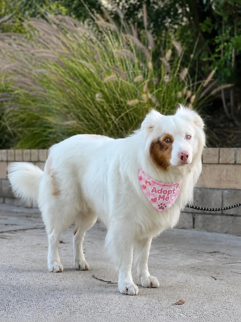 A young medium-sized male White / Cream Australian Shepherd dog named Max for adoption in Valley Village, CA