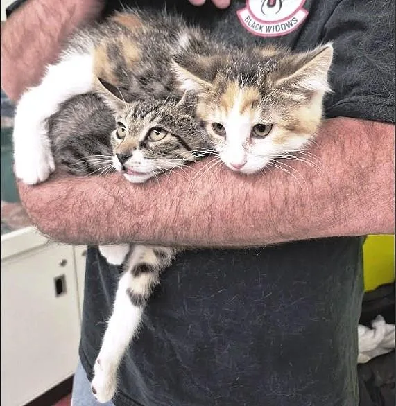 A baby medium-sized male Torbie cat named Prema for adoption in Salt Lake City, UT