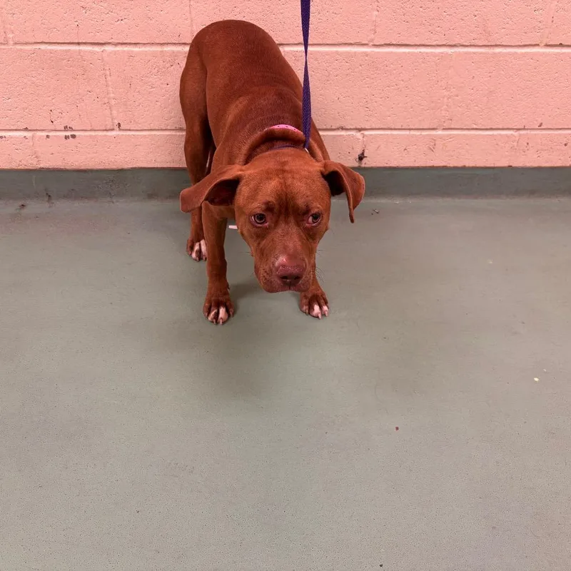 An adult medium-sized female Brown / Chocolate Mixed Breed dog named Flopsy for adoption in Memphis, TN