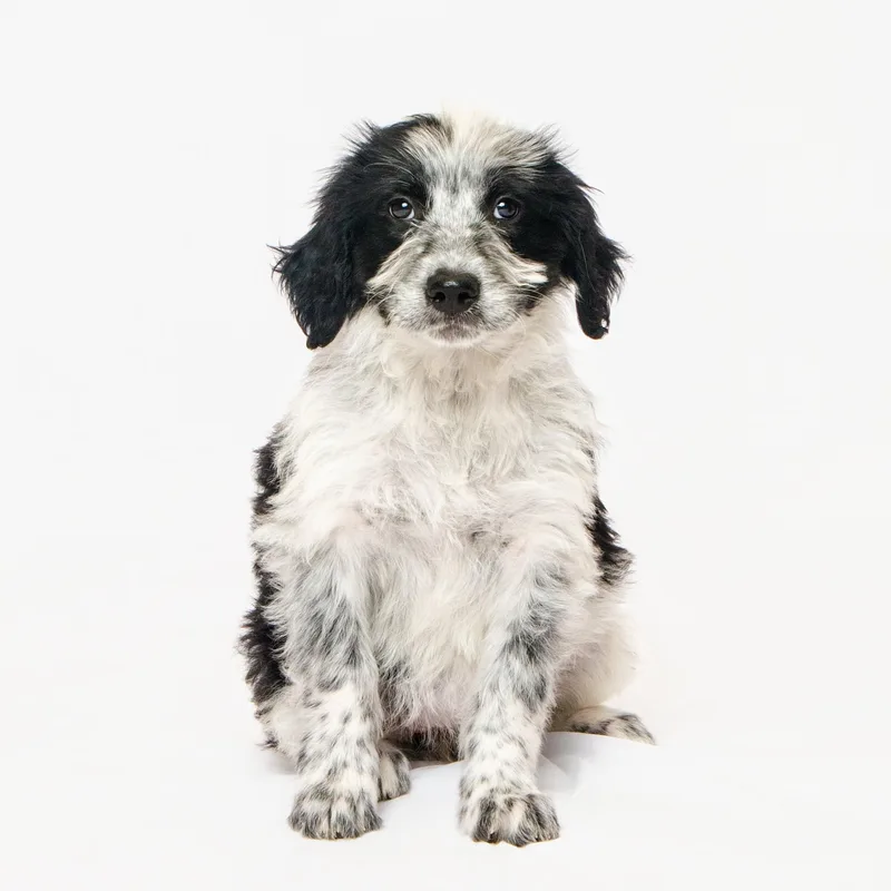 A young medium-sized female Spaniel dog named Dolly for adoption in Grand Forks, ND