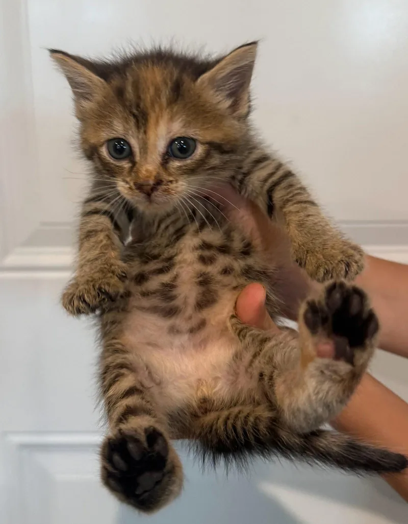 A baby medium-sized female Domestic Short Hair cat named Leia for adoption in Forest, VA
