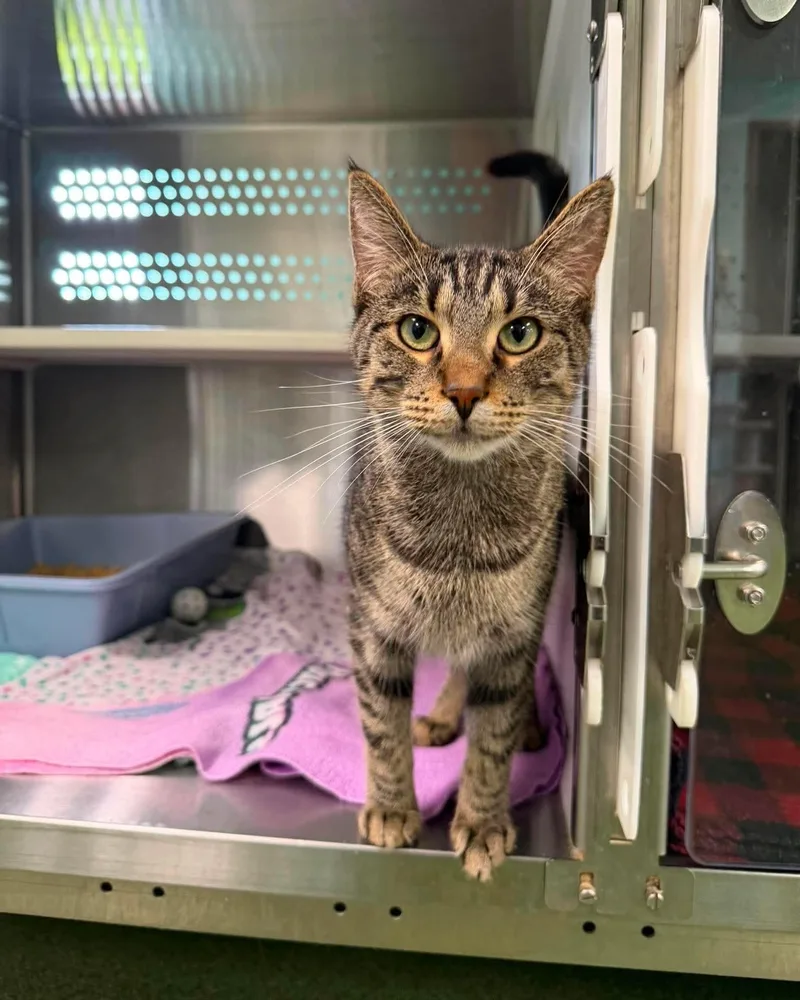 An adult medium-sized male Tabby (Brown / Chocolate) Domestic Short Hair cat named Barry for adoption in Seneca, PA