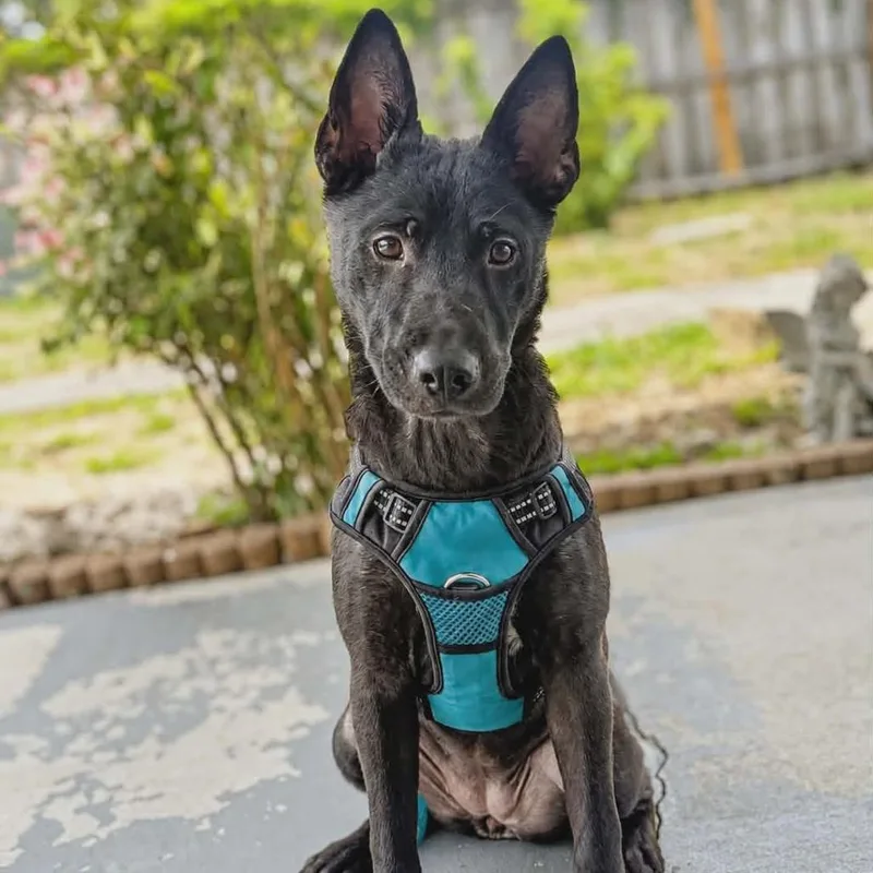 A young small-sized female Black German Shepherd Dog dog named Raven for adoption in Lutz, FL