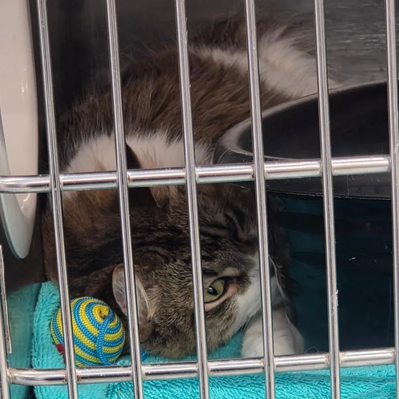 An adult large-sized female White Domestic Short Hair cat named Lily for adoption in Port Charlotte, FL