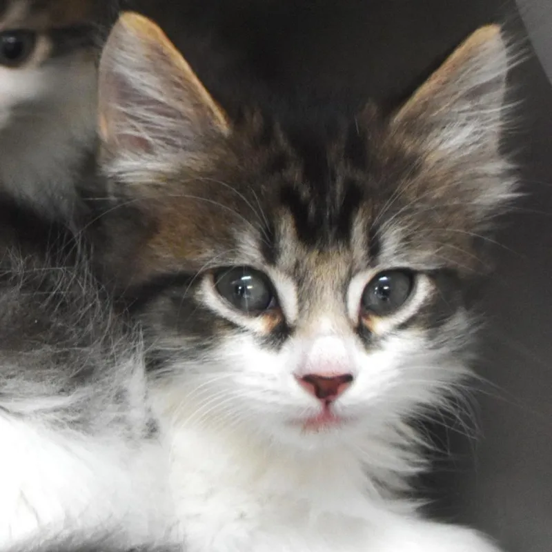 Lily thumbnail 2