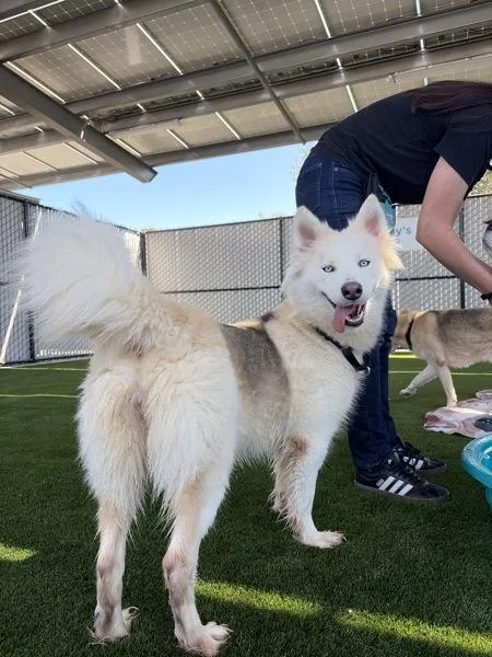 An adult large-sized female Siberian Husky dog named Bettina for adoption in San Diego, CA