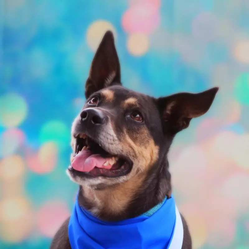 Tinka Jum thumbnail 6