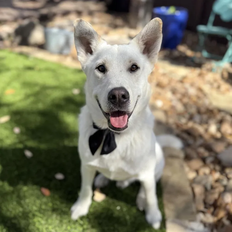 An adult large-sized male White / Cream German Shepherd Dog dog named Russo for adoption in San Antonio, TX