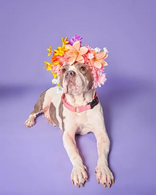 An adult large-sized female American Staffordshire Terrier dog named Mollie for adoption in Fort Lauderdale, FL