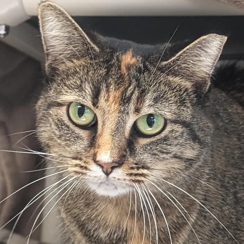 An adult medium-sized female Domestic Short Hair cat named Jennifer for adoption in Jefferson, WI