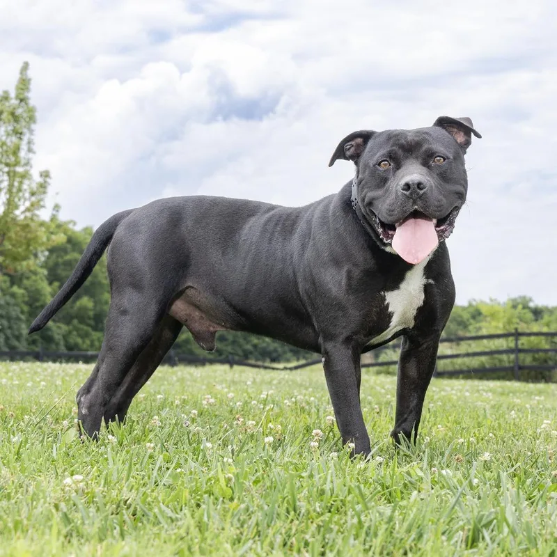 A senior large-sized male Black Pit Bull Terrier dog named Maxwell for adoption in Franklin, TN