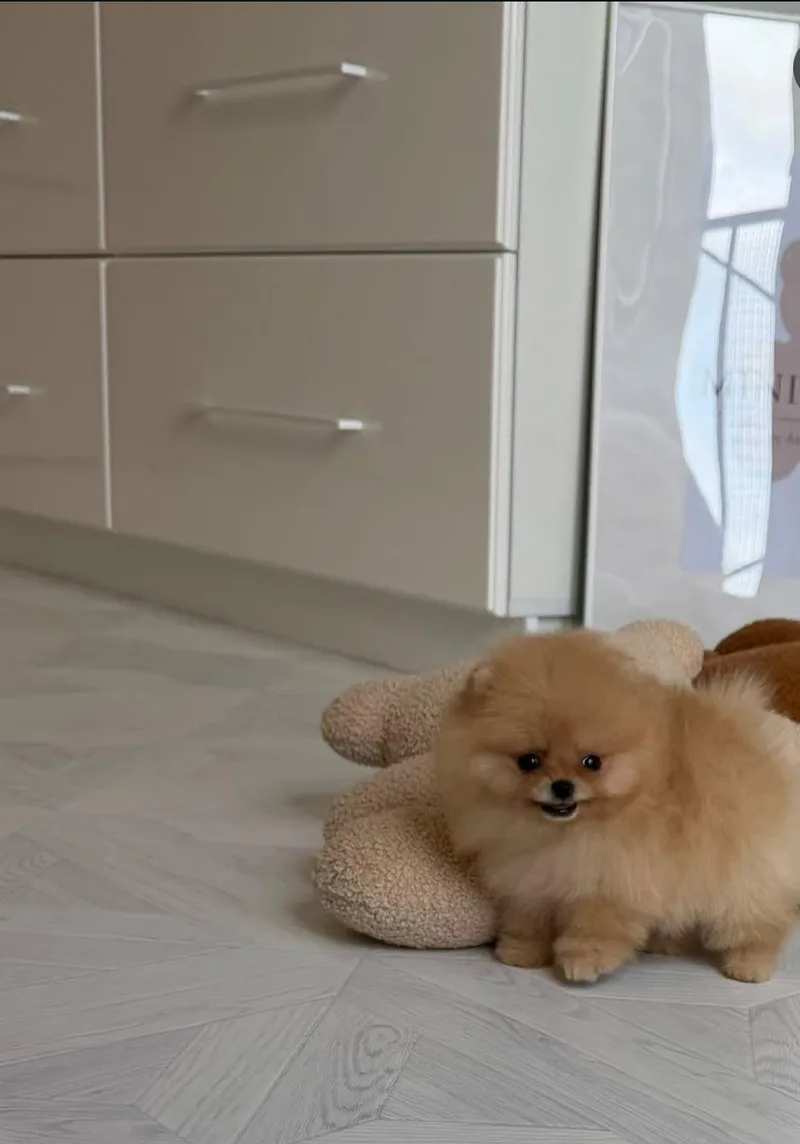 A young small-sized male Pomeranian dog named Jay for adoption in Palatine, IL