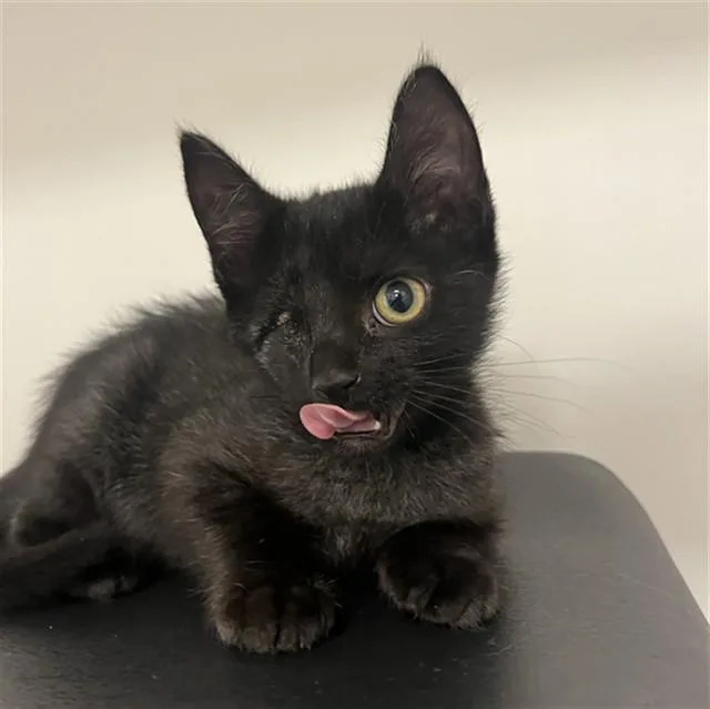 A baby small-sized female Domestic Short Hair cat named Bizkit for adoption in Ontario, CA