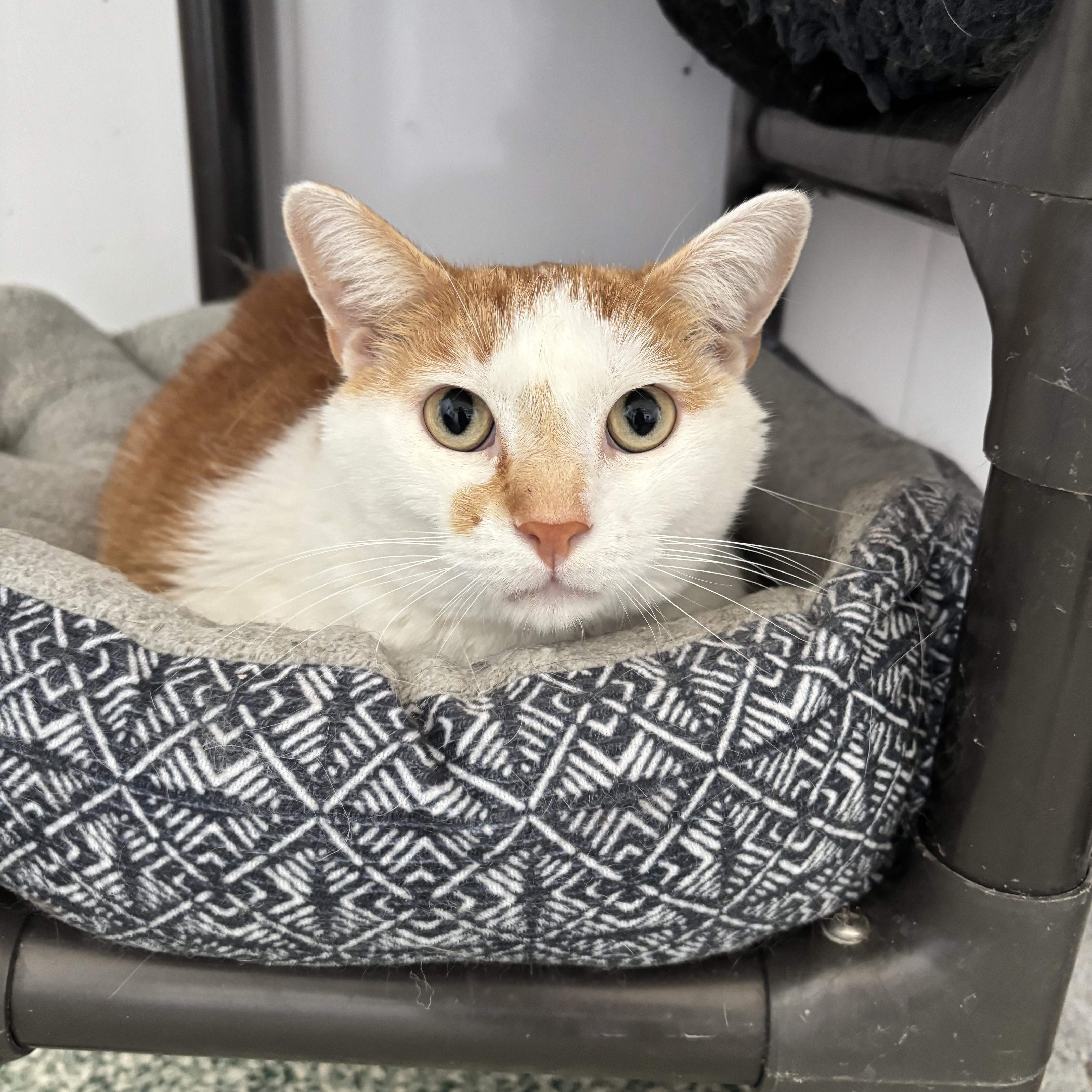 An adult large-sized male Orange & White Domestic Short Hair cat named Stan for adoption in Richland Center, WI