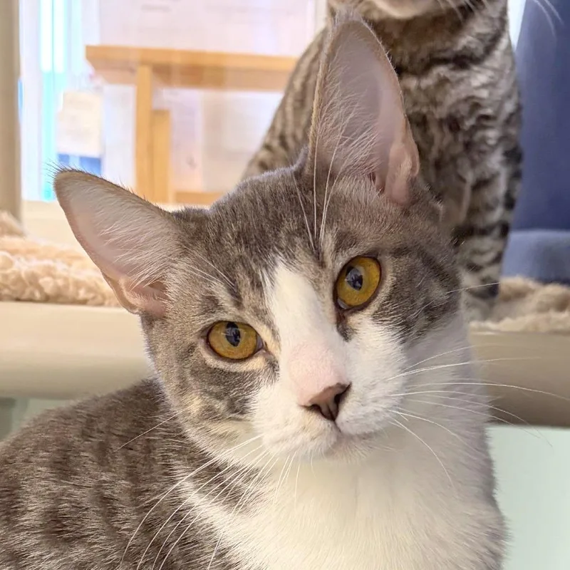 A baby medium-sized male Domestic Short Hair cat named Leafeon for adoption in Woodinville, WA