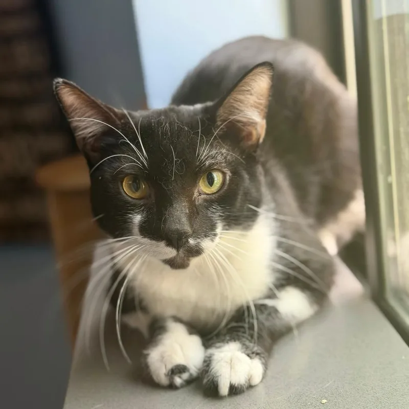 A young small-sized male Black Domestic Short Hair cat named Ringo for adoption in Los Angeles, CA