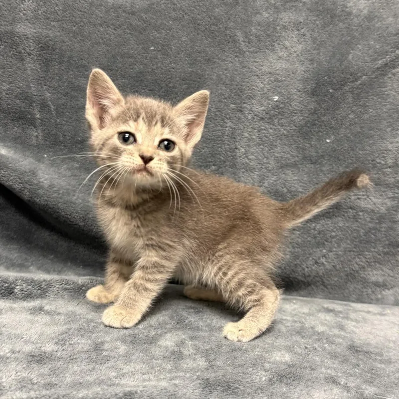 A baby medium-sized female Domestic Short Hair cat named Cleo for adoption in Brenham, TX