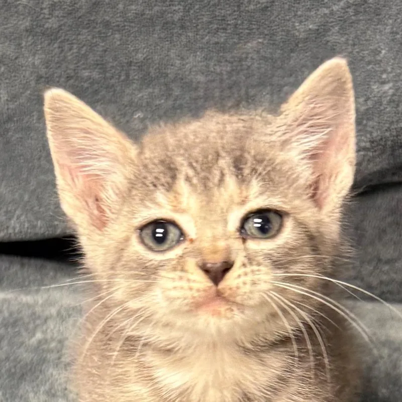 Cleo thumbnail 5
