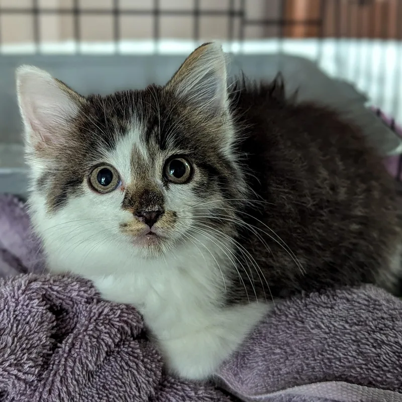 A young small-sized female Domestic Long Hair cat named Princess Peach for adoption in Fort Payne, AL