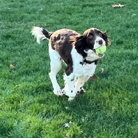 A young medium-sized male Brown / Chocolate Brittany Spaniel dog named Cross for adoption in Marion, MA