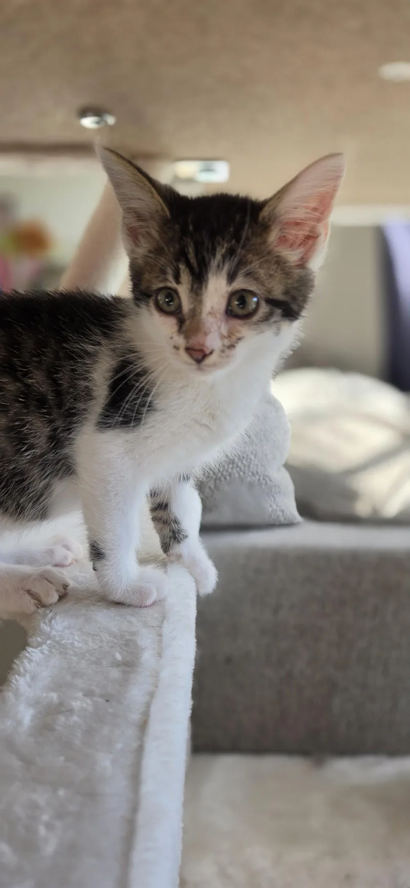 A baby medium-sized male Domestic Short Hair cat named Moose for adoption in Hanover, PA