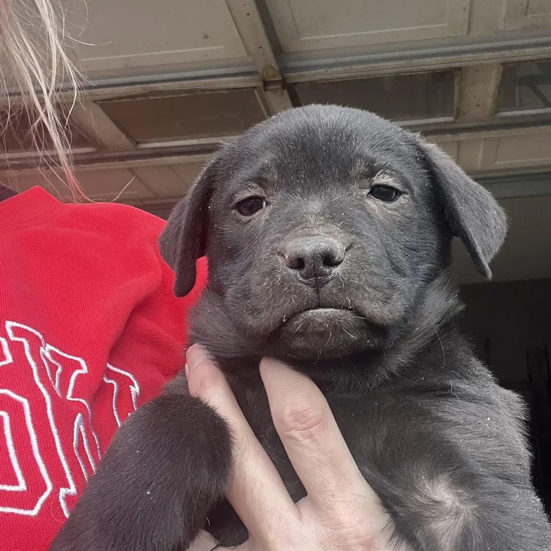 Vegas Goodheart thumbnail 2