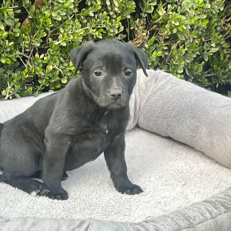 Vegas Goodheart thumbnail 3