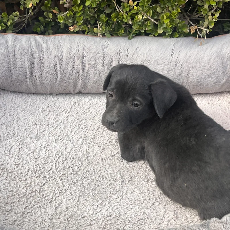 Vegas Goodheart thumbnail 4