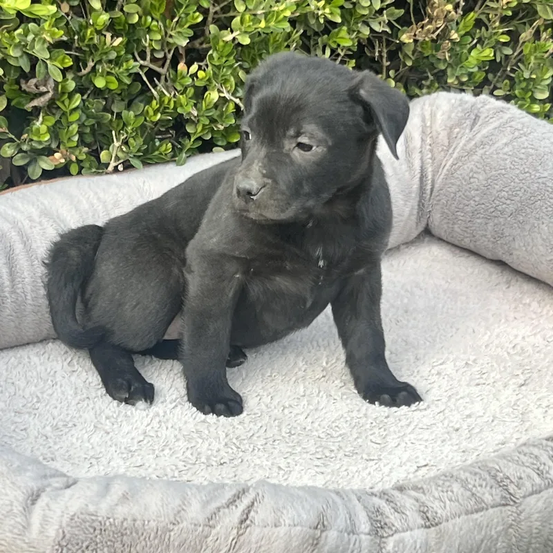 Vegas Goodheart thumbnail 5