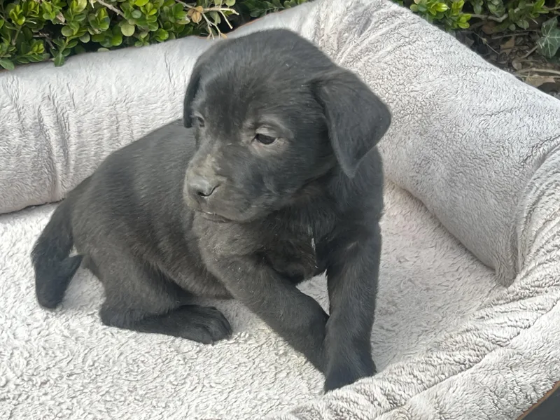 Vegas Goodheart thumbnail 6