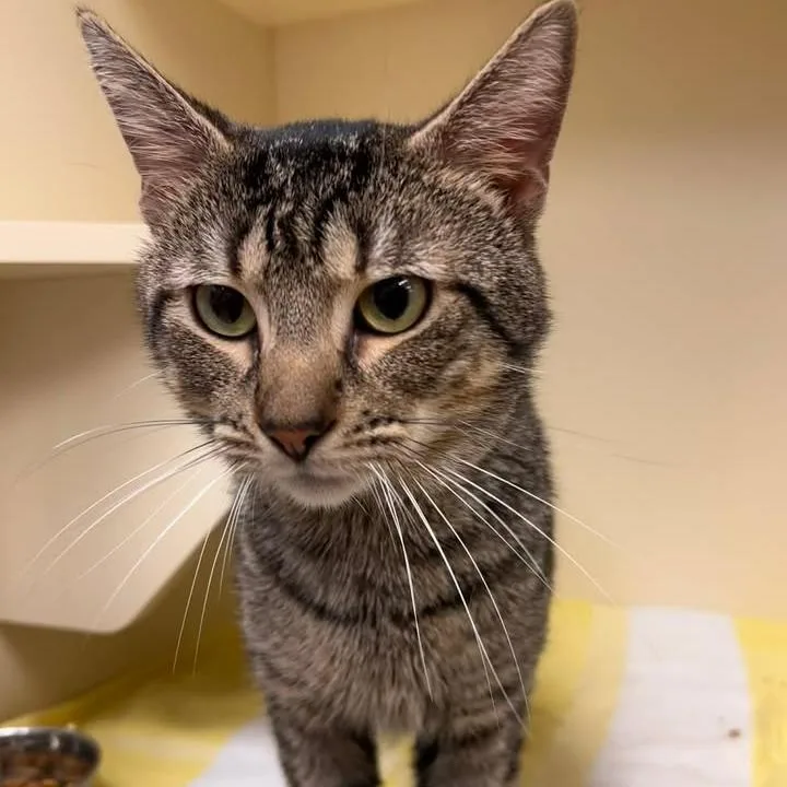 An adult medium-sized male Brown / Chocolate Domestic Short Hair cat named Haze for adoption in Waynesboro, PA