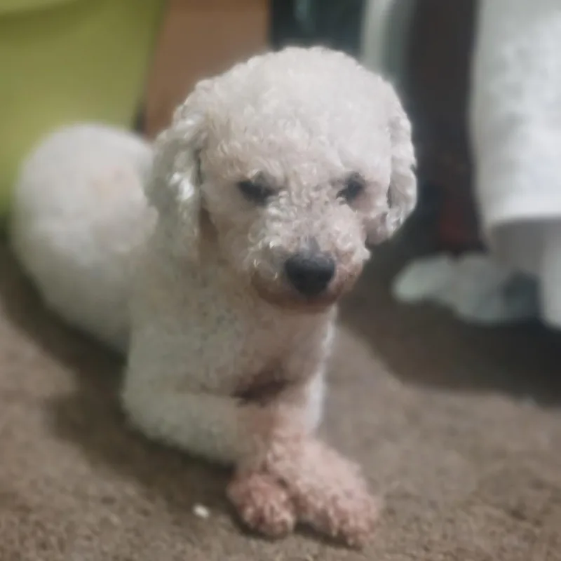 Georgie  Little Lamb thumbnail 2