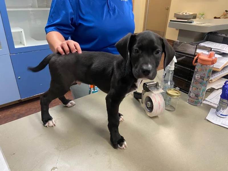 A baby extra large-sized male Great Dane dog named Dog Kennel for adoption in Greenville, TX