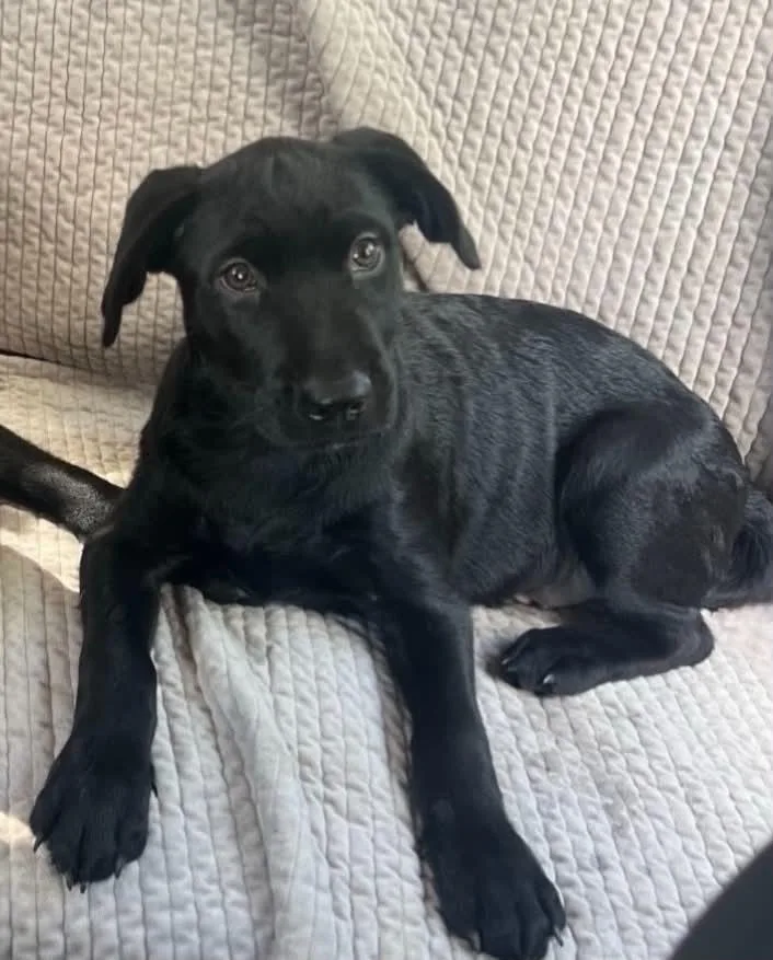 A baby large-sized male Black Labrador Retriever dog named Ryan WH for adoption in Austin, TX