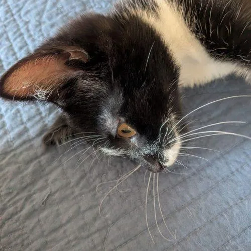 Chi