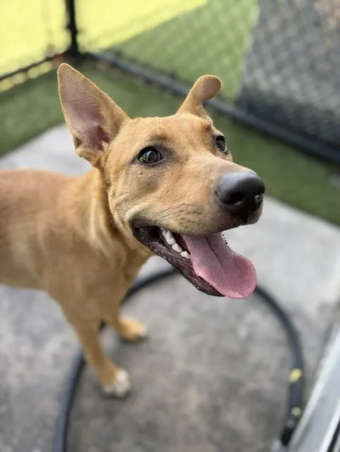 A young large-sized female Mixed Breed dog named Princess for adoption in Dallas, TX