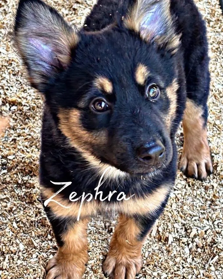 A baby medium-sized female German Shepherd Dog dog named Zephra for adoption in Brookshire, TX