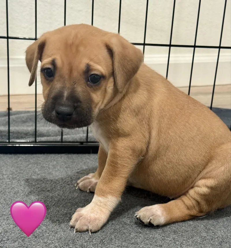 A baby medium-sized female Cattle Dog dog named Lark for adoption in Whittier, CA