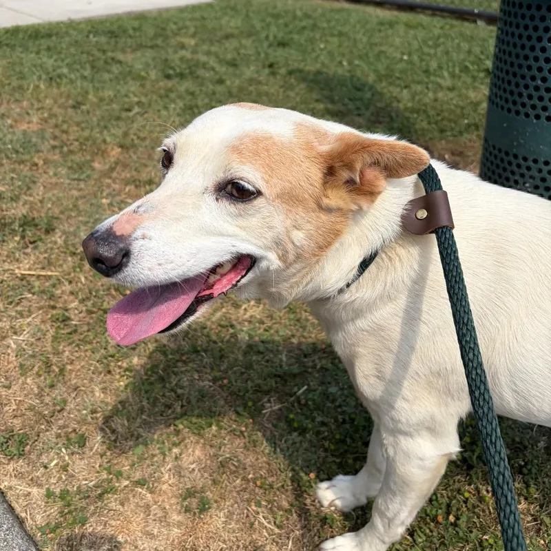 A senior medium-sized female White / Cream Mixed Breed dog named Daisy Do for adoption in Chattanooga, TN
