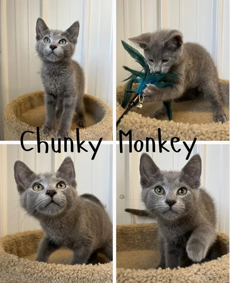 Chunky Monkey thumbnail 3