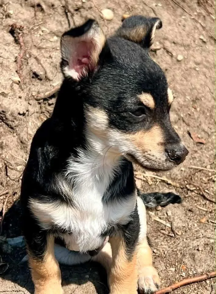 A baby small-sized male Chihuahua dog named Tiny for adoption in Bristol, WI