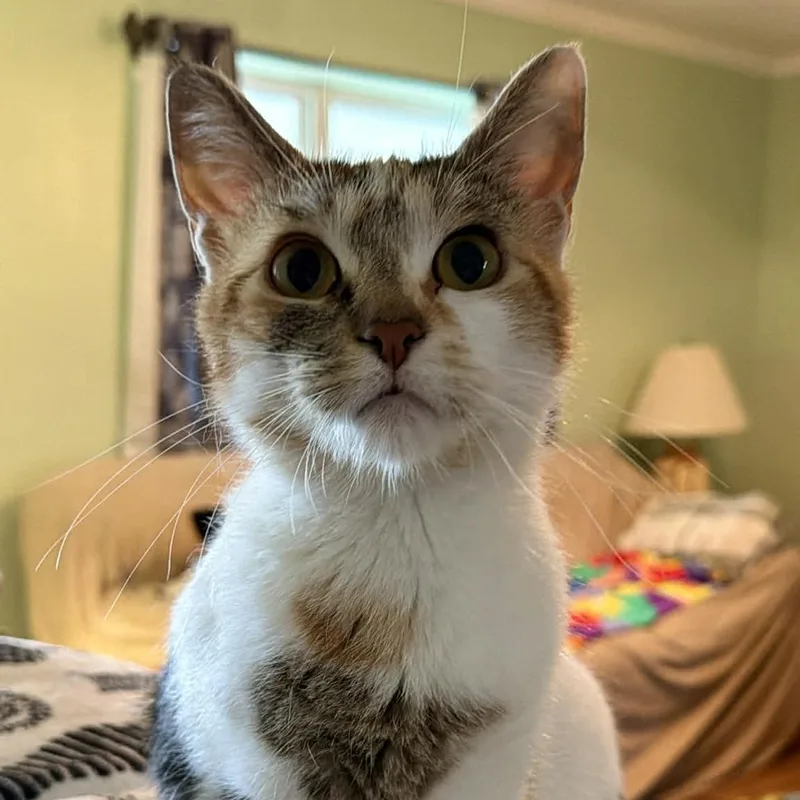 Skye